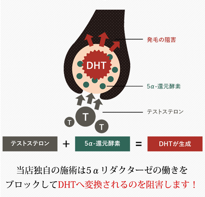 DHT抑制の仕組み図解