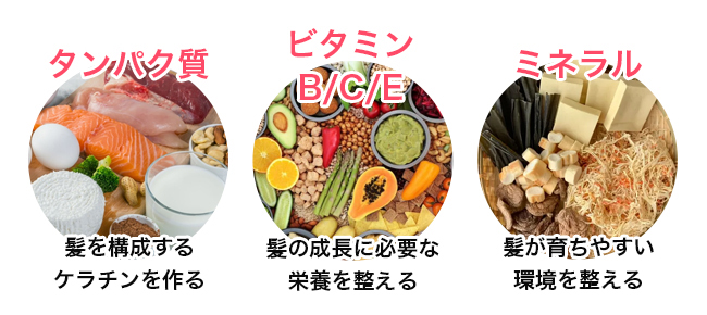 髪の土台を支えるタンパク質・ビタミン・ミネラル