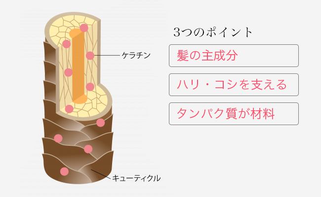 ケラチンとは 髪の主成分となるタンパク質