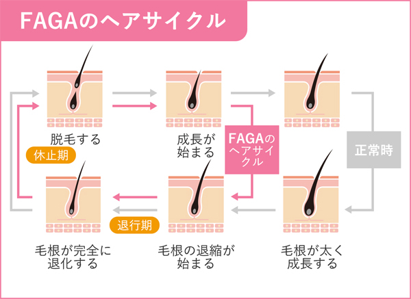 通常のヘアサイクルとFAGAのヘアサイクル
